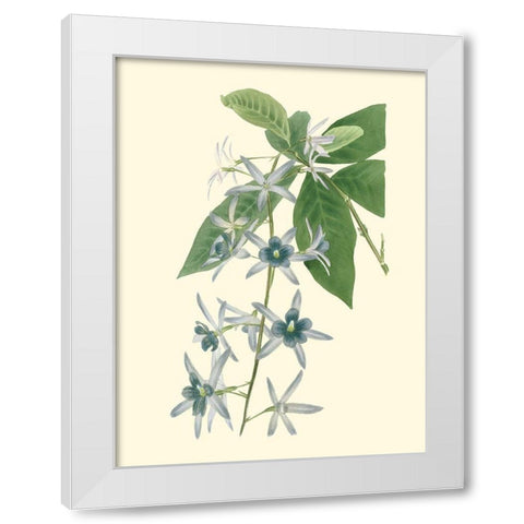 Tropical Fancy V White Modern Wood Framed Art Print by Edmonston-Douglas