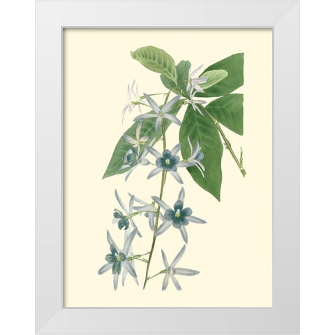 Tropical Fancy V White Modern Wood Framed Art Print by Edmonston-Douglas