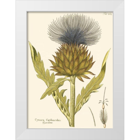 Cardon, Pl. 461 White Modern Wood Framed Art Print by Unknown