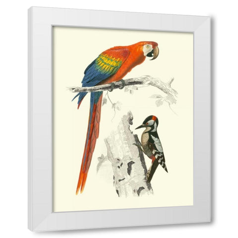 Birds of Costa Rica III White Modern Wood Framed Art Print by DOrbigny, M.Charles