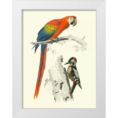 Birds of Costa Rica III White Modern Wood Framed Art Print by DOrbigny, M.Charles