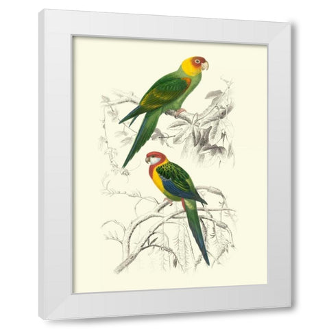 Birds of Costa Rica IV White Modern Wood Framed Art Print by DOrbigny, M.Charles