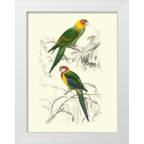 Birds of Costa Rica IV White Modern Wood Framed Art Print by DOrbigny, M.Charles