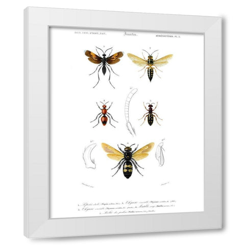 Antique Bees I White Modern Wood Framed Art Print by Blanchard