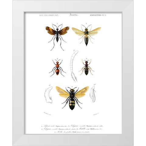 Antique Bees I White Modern Wood Framed Art Print by Blanchard