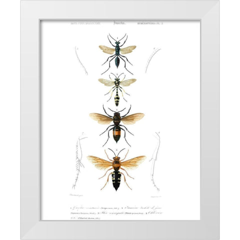 Antique Bees II White Modern Wood Framed Art Print by Blanchard