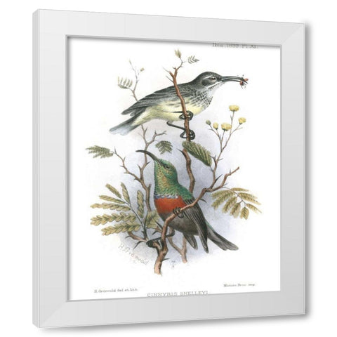 Birds in Nature I White Modern Wood Framed Art Print by Keulemans, J.C.