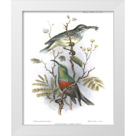 Birds in Nature I White Modern Wood Framed Art Print by Keulemans, J.C.
