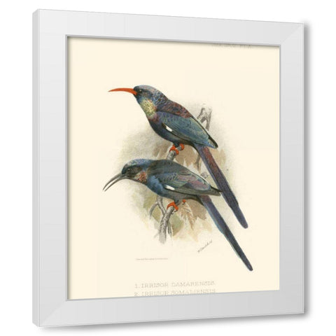 Birds in Nature III White Modern Wood Framed Art Print by Keulemans, J.C.