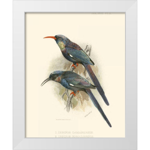 Birds in Nature III White Modern Wood Framed Art Print by Keulemans, J.C.