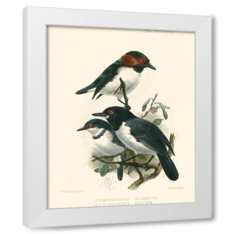 Birds in Nature IV White Modern Wood Framed Art Print by Keulemans, J.C.