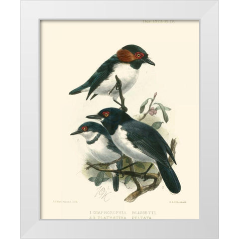 Birds in Nature IV White Modern Wood Framed Art Print by Keulemans, J.C.