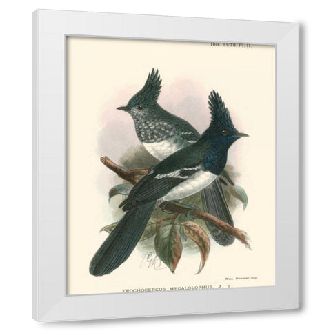 Birds in Nature V White Modern Wood Framed Art Print by Keulemans, J.C.