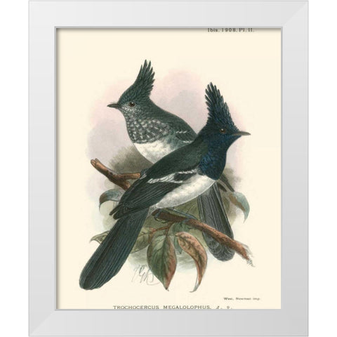 Birds in Nature V White Modern Wood Framed Art Print by Keulemans, J.C.