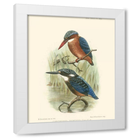 Birds in Nature VI White Modern Wood Framed Art Print by Keulemans, J.C.