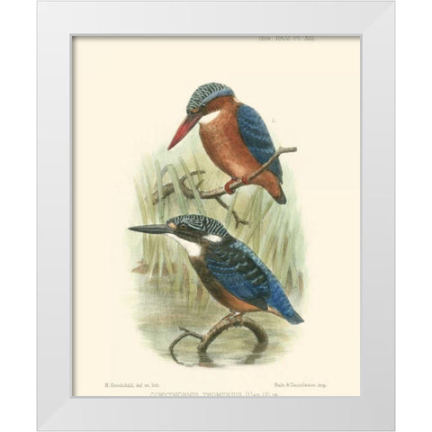 Birds in Nature VI White Modern Wood Framed Art Print by Keulemans, J.C.