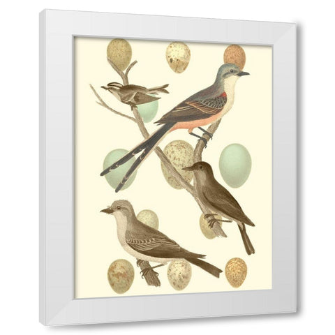 British Birds and Eggs I White Modern Wood Framed Art Print by Vision Studio