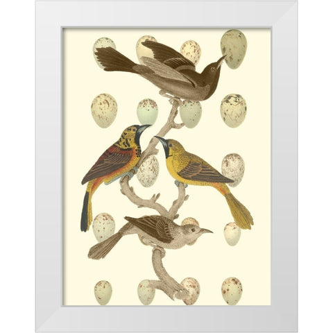 British Birds and Eggs II White Modern Wood Framed Art Print by Vision Studio