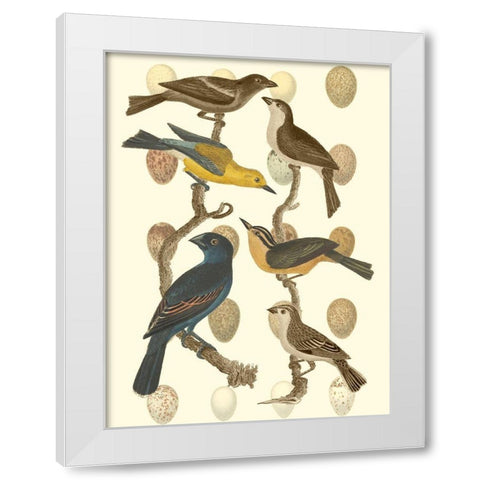 British Birds and Eggs IV White Modern Wood Framed Art Print by Vision Studio