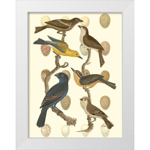 British Birds and Eggs IV White Modern Wood Framed Art Print by Vision Studio