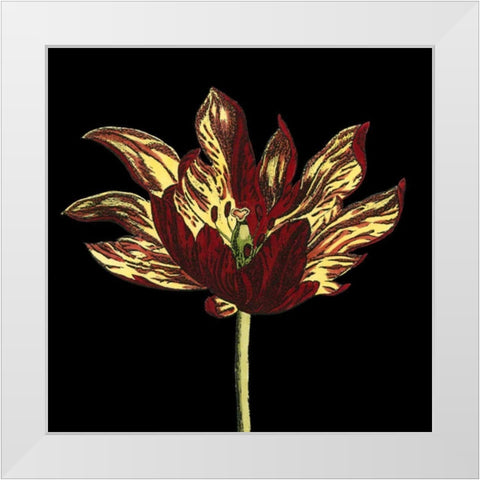 Natural Beauty on Black I White Modern Wood Framed Art Print by Vision Studio