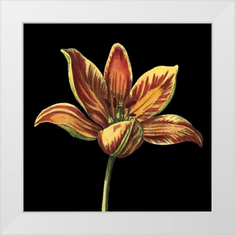 Natural Beauty on Black II White Modern Wood Framed Art Print by Vision Studio