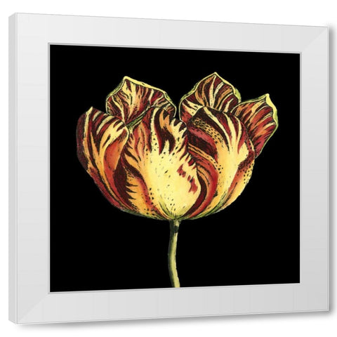 Natural Beauty on Black IV White Modern Wood Framed Art Print by Vision Studio