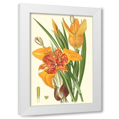 Striking Lilies I White Modern Wood Framed Art Print by Step, Edward
