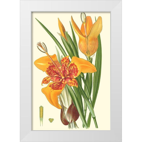 Striking Lilies I White Modern Wood Framed Art Print by Step, Edward