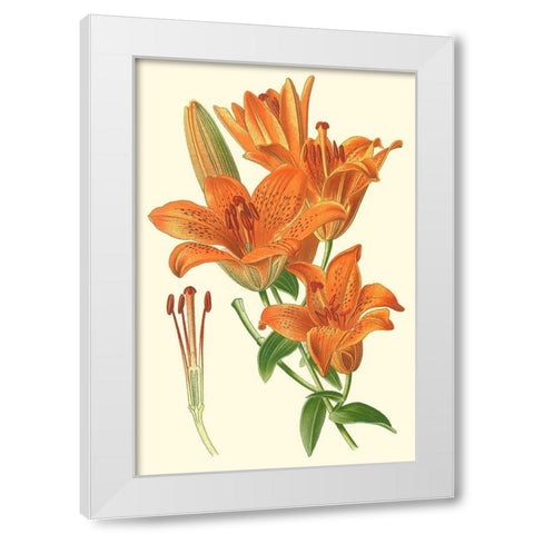 Striking Lilies II White Modern Wood Framed Art Print by Step, Edward