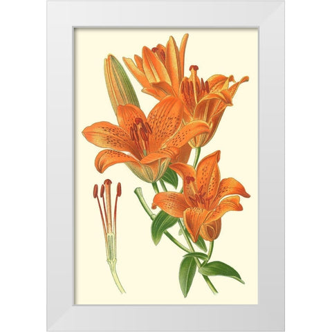 Striking Lilies II White Modern Wood Framed Art Print by Step, Edward