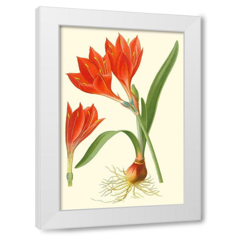 Striking Lilies IV White Modern Wood Framed Art Print by Step, Edward