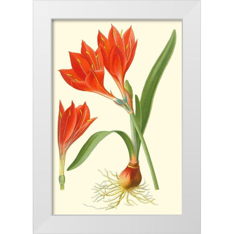 Striking Lilies IV White Modern Wood Framed Art Print by Step, Edward