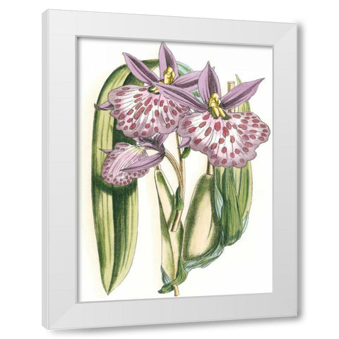Lilac Orchid II White Modern Wood Framed Art Print by Vision Studio