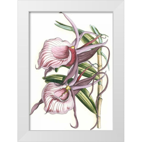 Lilac Orchid IV White Modern Wood Framed Art Print by Vision Studio