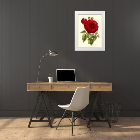 Magnificent Rose I White Modern Wood Framed Art Print by Van Houtte