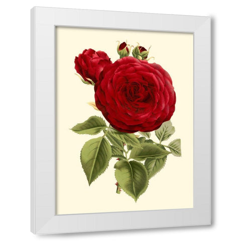Magnificent Rose I White Modern Wood Framed Art Print by Van Houtte