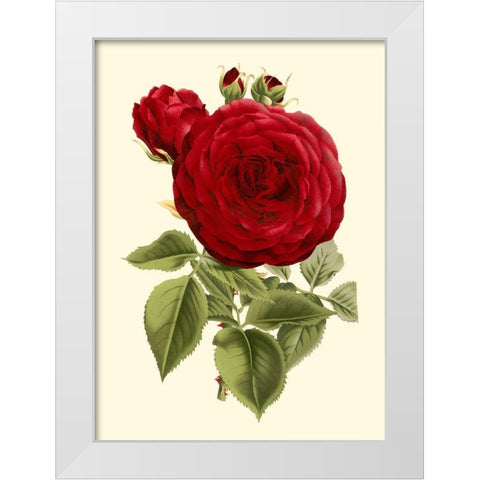 Magnificent Rose I White Modern Wood Framed Art Print by Van Houtte