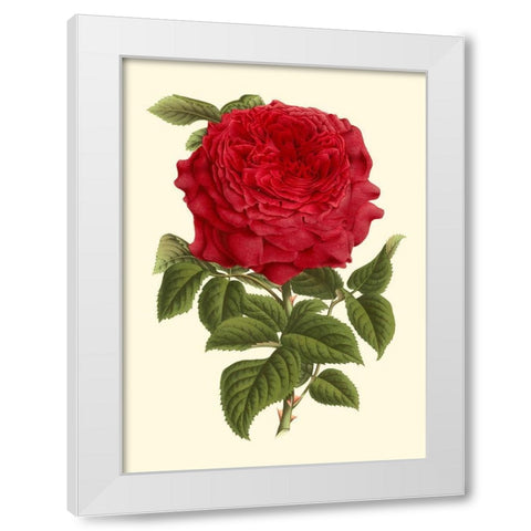 Magnificent Rose II White Modern Wood Framed Art Print by Van Houtte
