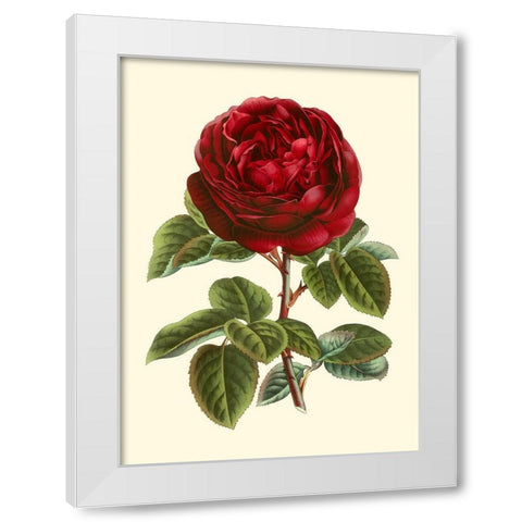 Magnificent Rose III White Modern Wood Framed Art Print by Van Houtte