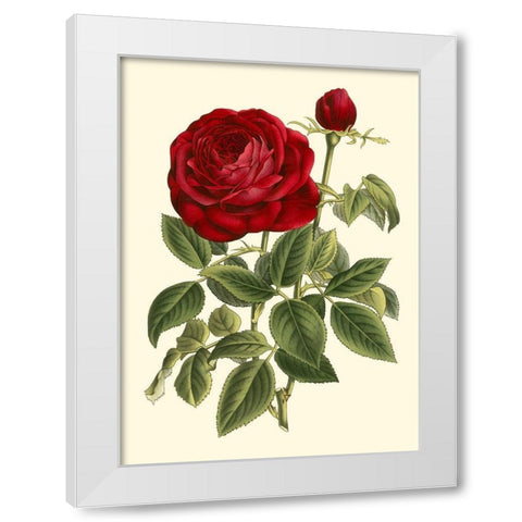 Magnificent Rose IV White Modern Wood Framed Art Print by Van Houtte