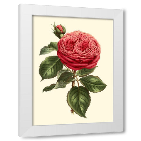 Magnificent Rose V White Modern Wood Framed Art Print by Van Houtte