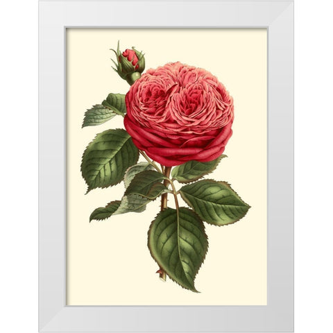 Magnificent Rose V White Modern Wood Framed Art Print by Van Houtte