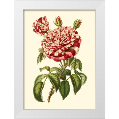 Magnificent Rose VI White Modern Wood Framed Art Print by Van Houtte