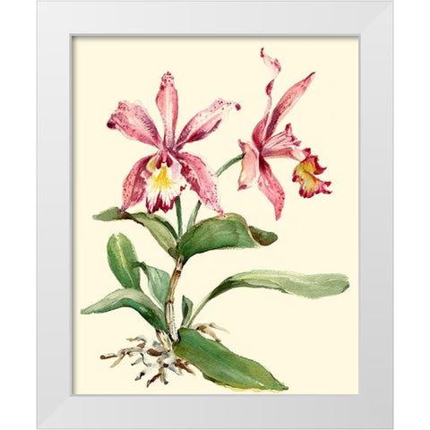 Pink Cattleya Orchid White Modern Wood Framed Art Print by Waldman, Joy