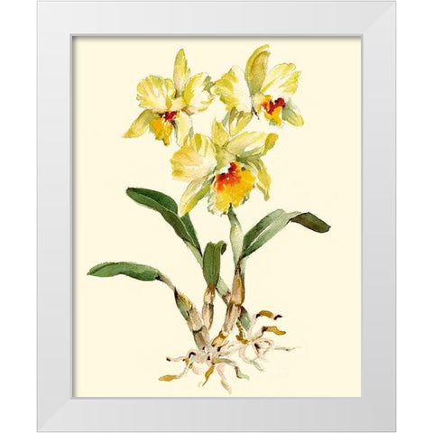Yellow Cattleya Orchid White Modern Wood Framed Art Print by Waldman, Joy