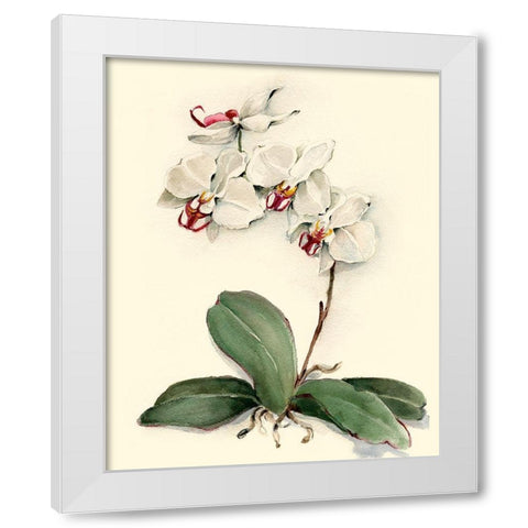 Phalaenopsis Red Throat Orchid White Modern Wood Framed Art Print by Waldman, Joy