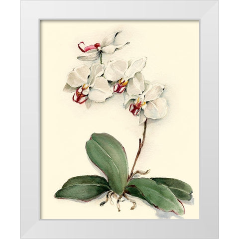 Phalaenopsis Red Throat Orchid White Modern Wood Framed Art Print by Waldman, Joy