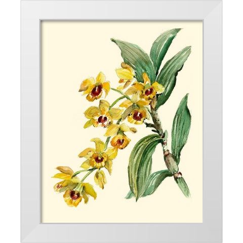 Dendrobium Orchid White Modern Wood Framed Art Print by Waldman, Joy