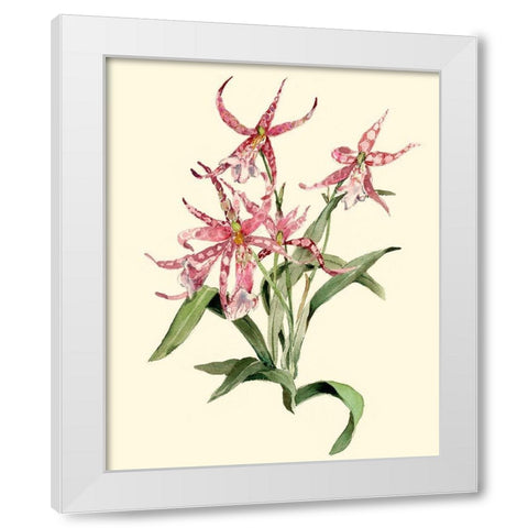 Mittassia Hybrid Orchid White Modern Wood Framed Art Print by Waldman, Joy